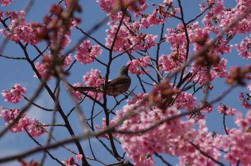 横浜公園の鳥