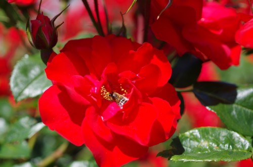 ミツバチと真紅のバラ